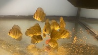 Super red flame juvenile Discus Fish for sale, North Wales £15