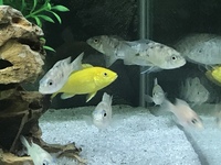 12 X (Dwarf Cichlid) 1 X Pseudotropheus (Female Malawi) 1 X Sunrise Platy & Food