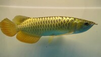 PURE BREED MALAYSIAN GOLDEN CROSSBACK AROWANA IN STOCK