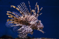 9" Volitan - Lion fish available for swap?