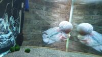 Male Red Dragon Flowerhorn 8 inch £85