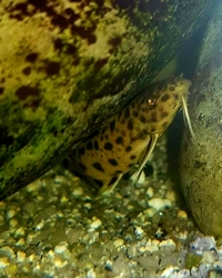 Adult f1 synodontis petricola 7cm+