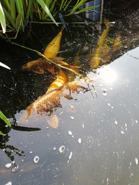 15 Koi for sale including pump, filter and control box