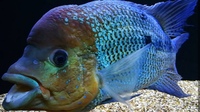 UMBEE CICHLID JUVENILES