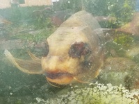 Pond for sale ... 30+ mixed carps, goldfish