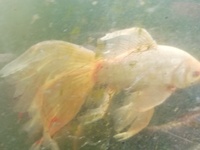 Pond for sale ... 30+ mixed carps, goldfish