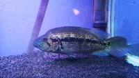 Male Costa Rican Dovii 9inch+