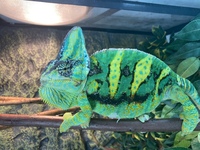 Yemen Chameleon young for sale