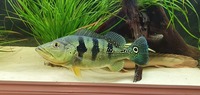 16 inches pinima peacock bass 15 inches congo bichir