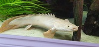 16 inches pinima peacock bass 15 inches congo bichir