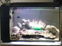 Fluval Sea Evo 52L, PS2 Skimmer, 2 Midnight Clowns, Snowflake EEL