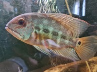 Central & South American Cichlids for sale