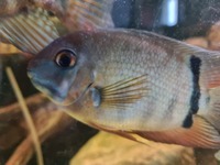 Central & South American Cichlids for sale