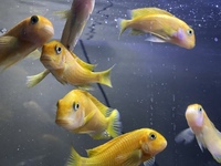 (SOLD) Tropheus Red Bishops