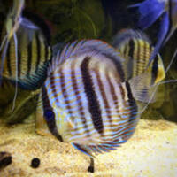 Over 800 discus in stock @ CHESHIRE OAKS DISCUS..from £20. stock on youtube