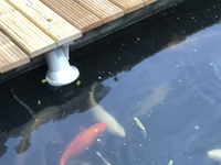 Large Koi Re-homed Ponds Cleared