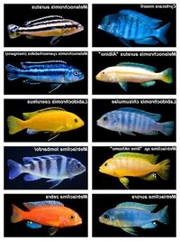 BUYING SELECTION OF MBUNA JUVENILES