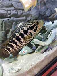 Jaguar cichlid