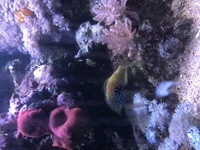 1000L marine tank shutdown