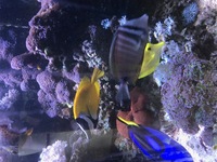 1000L marine tank shutdown