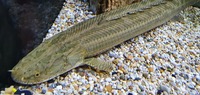 CHEAP reduced Price SUPER RARE XXL Nile Bichir - PBB