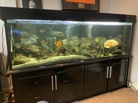 Large Aquarium 6ft x 2ft x 2ft