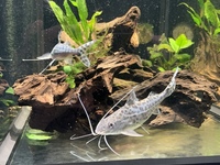 Pimelodus Pictus x6 at 5-6”