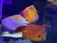 Discus for sale