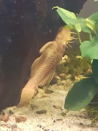 Adult Male Albino Bristlenose Plecs