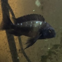 Tropheus For Sale