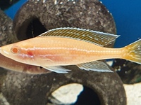 paracyprichromis nigripinnis blue neon albino