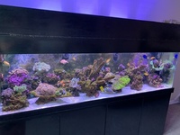 100kg of real reef rock live rock will split