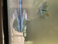 6 inch Black Arowana for sale