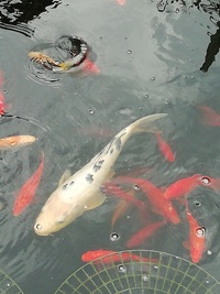 Koi Carp For Sale