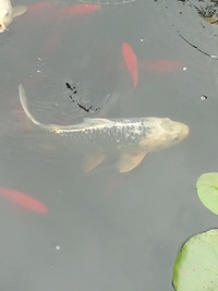 Koi Carp For Sale