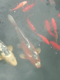 Koi Carp For Sale