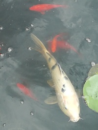 Koi Carp For Sale