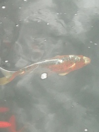 Koi Carp For Sale