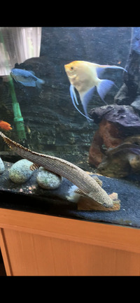 Ornate bichir