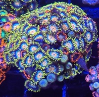 Marks Aquatics Coral...