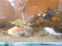 25x 6 inches to 12 inches Golden Carp and long fin goldfish £10 each to clear