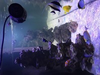 Marine Fish for sale