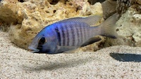 African Cichlid Juveniles and Bristlenose Plecos