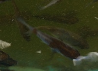 2-3 inch Koi fry available for sale.