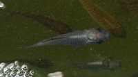 2-3 inch Koi fry available for sale.