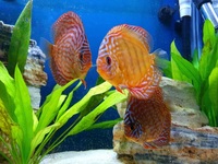 3 x 4-5" Discus £120