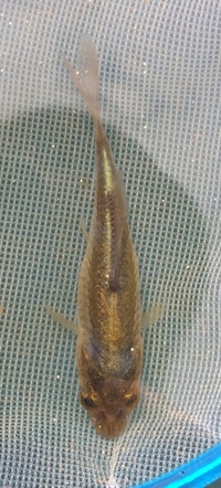  FREE 2-3 inch Carp Fry.