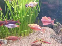 Tropical fish for sale