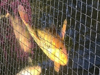 Mature Koi for sale