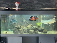 £300    5 ft full set up 22inch arowana 12 inch Oscar and loads more